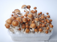 Colombian mushroom
