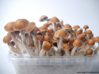 Colombian mushroom