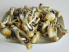 Harvest magic mushrooms