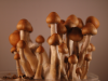 Ecuadorian magic mushroom