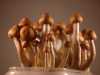 Delicious mushroom magic