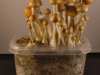Magic mushrooms Ecuadorian strain