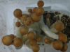 Growing Ecuadorian mushrooms in grow bag