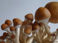 Golden Teacher magic mushroom grow kit