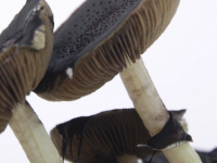 Magic mushrooms Spores