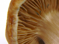 Golden Teacher magic mushroom gills