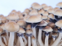 Magic mushroom Hawaiian PES