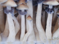 Magic mushroom grow kit Hawaiian PES