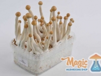 Image of Mexican/Mazatapec magic mushroom grow kit