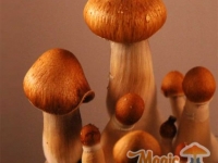 Detailed image of Mexican/Mazatapec magic mushrooms