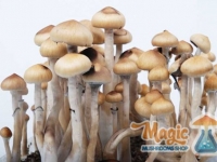 Full growkit of magic mexican mushrooms