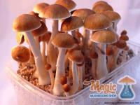 champignon magique mckennaii kit de culture