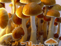 mckennaii mushroom grow kit