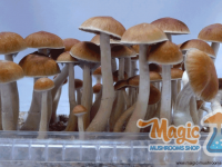 mushroom mckennaii  grow kit