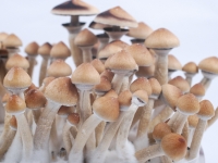 Orissa India Grow kit full of cubensis mushrooms