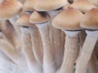 Detailed Orissa India magic mushroom