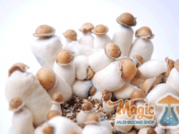 Cluster of Penis Envy magic mushrooms