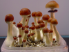 Grow kit thai magic mushroom